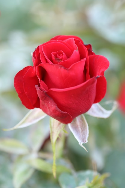 flor rosa roja en planta