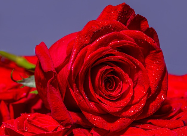 Flor rosa roja Primer plano de rosas rojas y gotas de agua Rosas en la tienda de flores Una flor de rosa roja Pétalos de rosa Fondo de rosas brillantes naturales Rosa roja brillante para el Día de San Valentín Primer plano macro