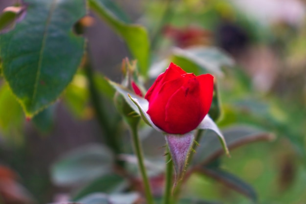 Flor rosa roja que florece en el jardín de rosas en flores de rosas rojas de fondo.