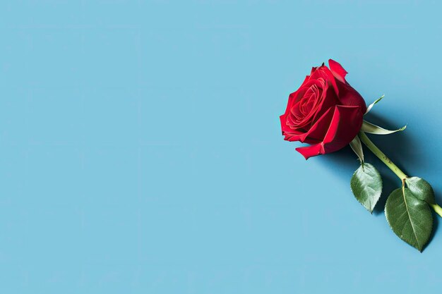 Flor de rosa roja sobre fondo azul Concepto romántico de las vacaciones de San Valentín