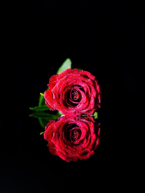 Flor de rosa roja sobre la superficie reflectante negra con el fondo negro como un número 8.