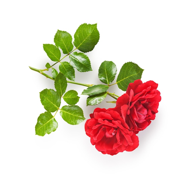 Flor rosa roja con tallo y hojas Objeto único aislado sobre fondo blanco Trazado de recorte