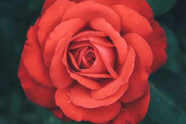 Flor rosa roja