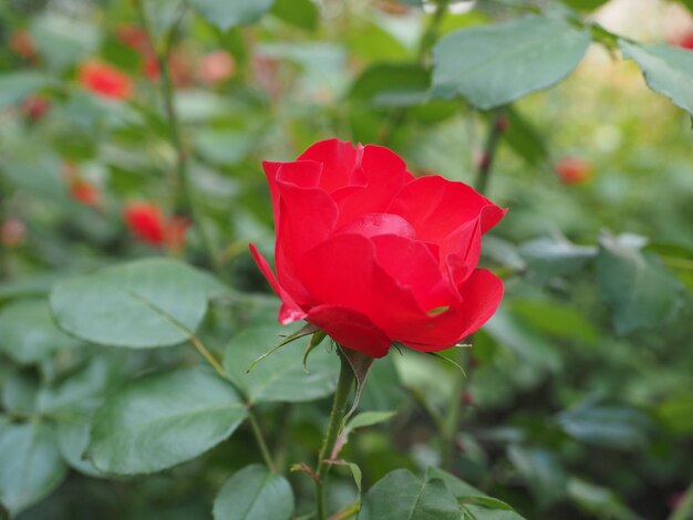 flor rosa roja