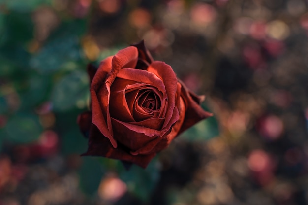 La flor de la rosa del rojo en un arbusto contra del verde borroso se va en el jardín.