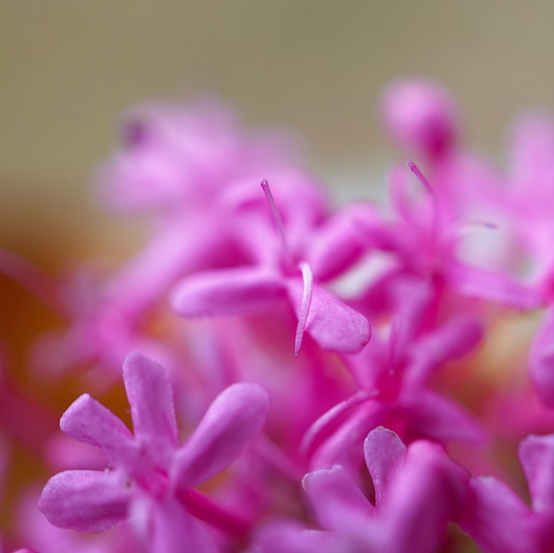 flor rosa romantica en jardin