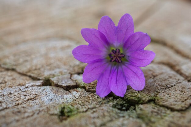 flor rosa romantica en jardin