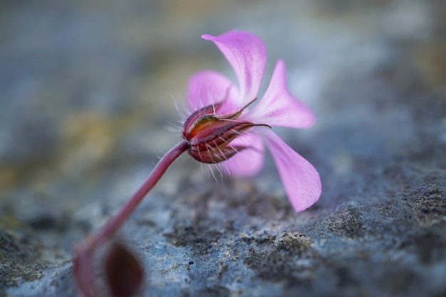 Foto flor rosa romantica en jardin