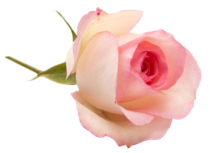 Foto flor rosa rosa aislado sobre fondo blanco.