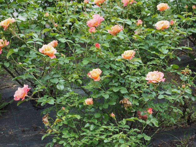 Foto flor rosa rosa amarela