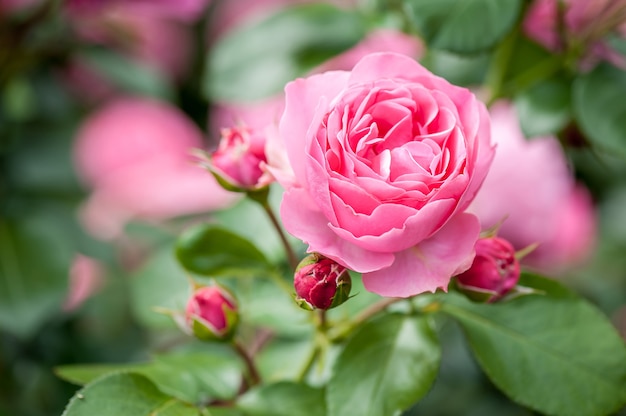 Flor rosa rosa con capullos en el jardín de rosas.