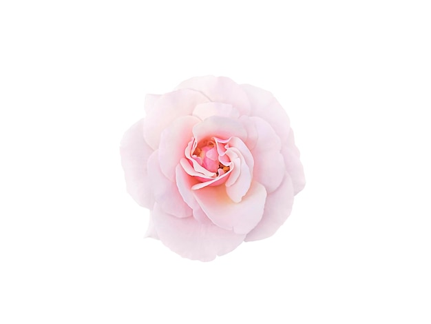 Flor de rosa rosa claro sobre fondo blanco.