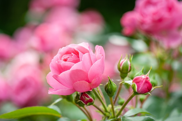 Flor rosa rosa com botões no jardim de rosas. Foco suave.