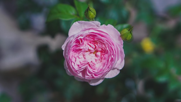flor rosa rosa florescendo em um fundo de natureza