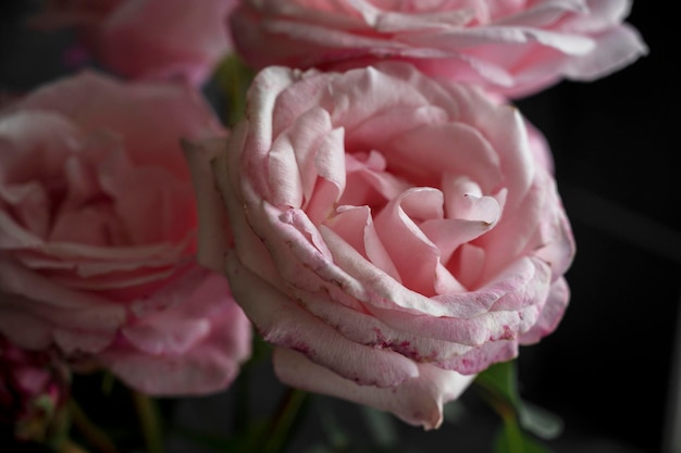 Flor rosa rosa en fondo oscuro enfoque selectivo Bienestar femenino y concepto romántico Tarjeta de felicitación floral