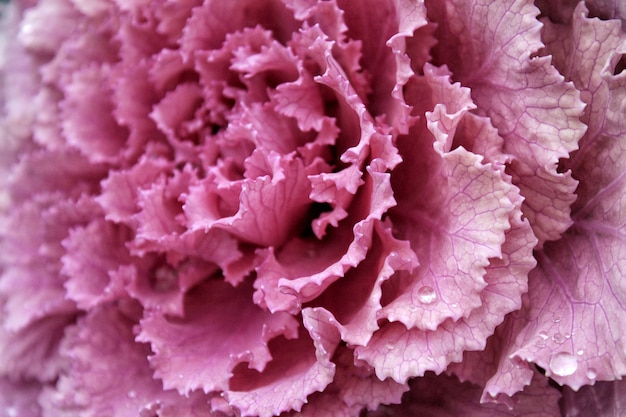 Flor de rosa rosa con gotas de agua