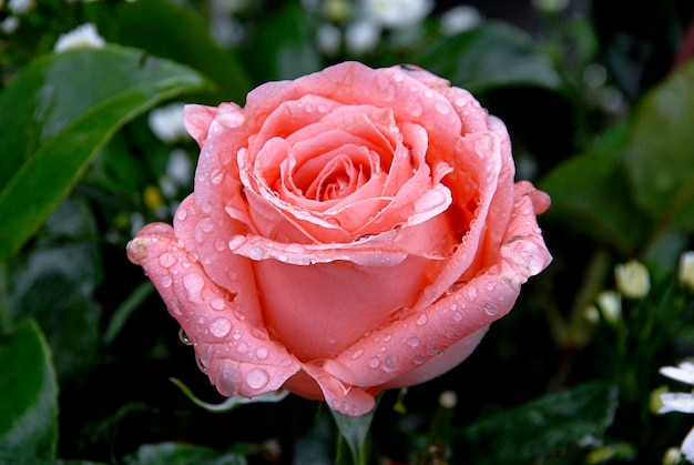 Flor rosa rosa con gotas de rocío en un jardín en su entorno natural plantas de vista cercana