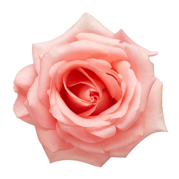 Flor rosa rosa isolada no fundo branco noiva de cartão de casamento saudação verão primavera flat lay top view amo o dia dos namorados