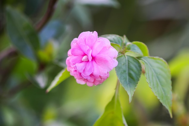 Flor rosa rosa en el jardín de verano.