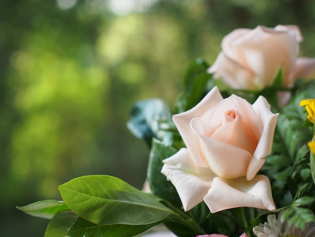 flor de rosa rosa en la mañana fresca