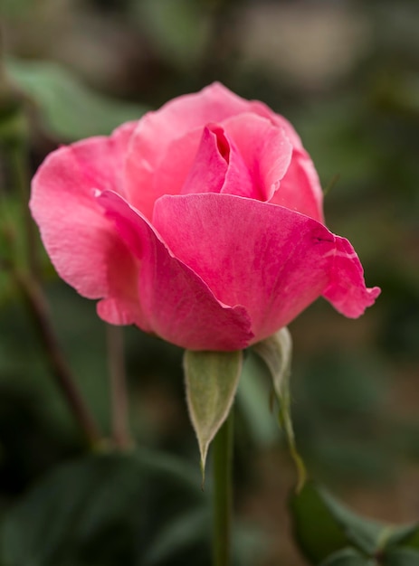 Flor rosa rosa no jardim. Foto da natureza.