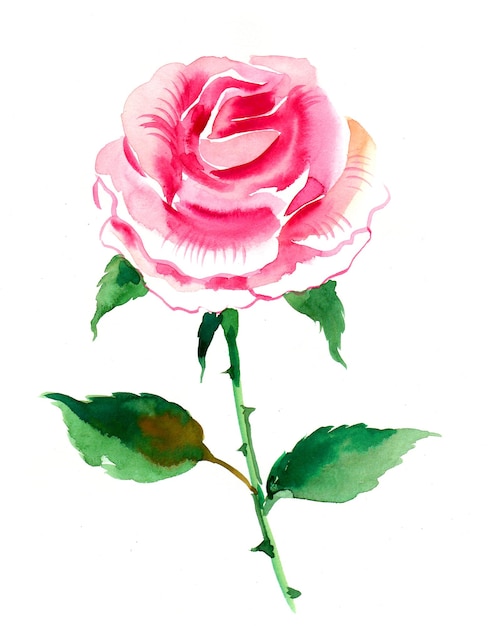 Flor rosa rosa. Pintura de acuarela