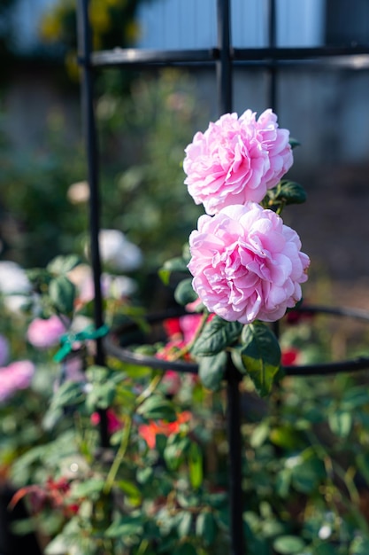 Foto flor rosa rosa que florece en el jardín de rosas sobre fondo verde de la naturaleza rosas rosas flores concepto de san valentín