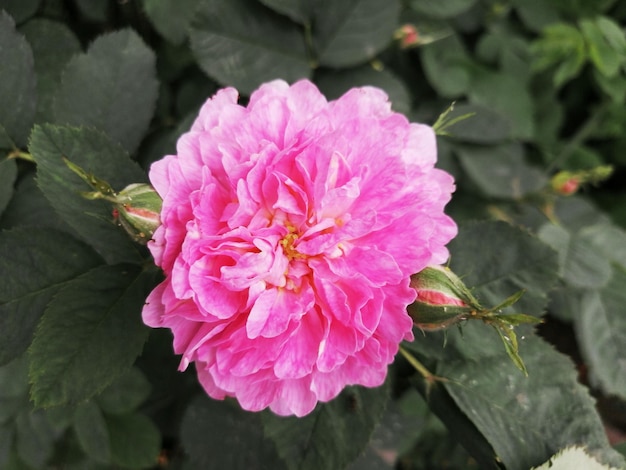 Flor rosa rosa sobre un fondo de hojas verdes en el jardín con espacio para copiar