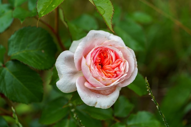 La flor de la rosa rosada en un jardín se cierra