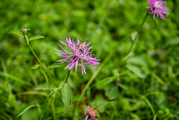 Flor rosa roxa stokes aster stokesia laevis com abelha