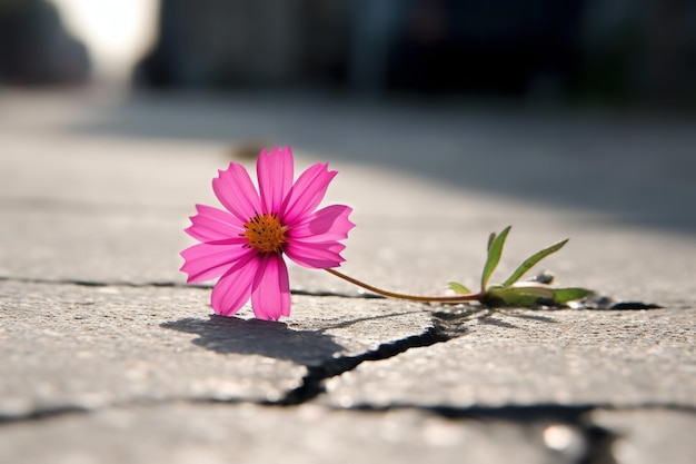 Flor rosa rua de asfalto Esperança de verão Gerar Ai