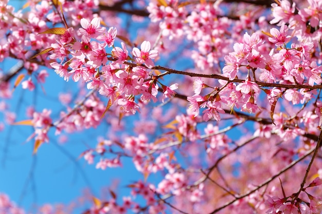 Flor rosa de sakura con cielo azul en primavera