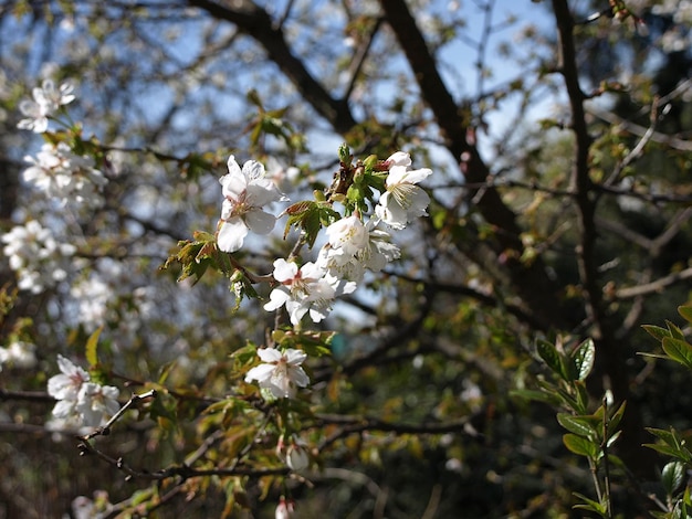 Flor rosa sakura ciruela japonesa