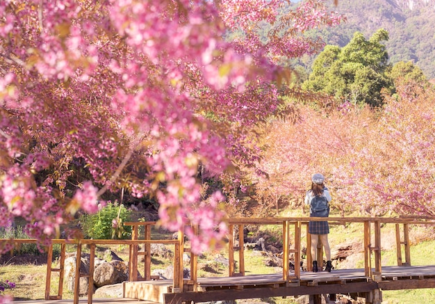 Flor rosa de Sakura o flor de cerezo en el distrito de Mae wang con una viajera asiática