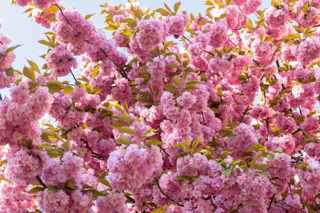 Flor rosa de sakura en el olor floreciente del árbol de primavera sakura