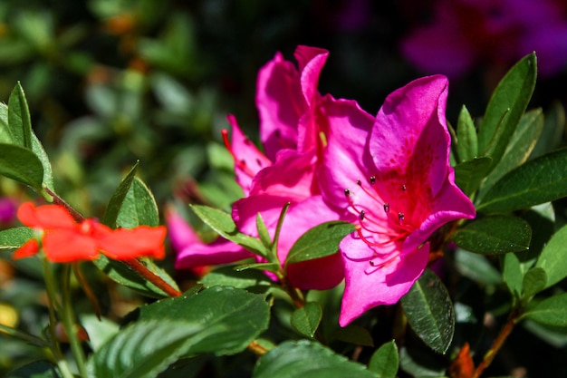 Flor rosa Saliyah Azalea con fondo de hojas