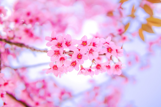 Flor rosa salvaje Himalayan Cherry Cherry Blossom o sakura Tailandia en Chiang Mai