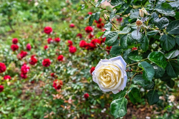 Flor rosa Schneewittchen branca sobre fundo de folhas verdes