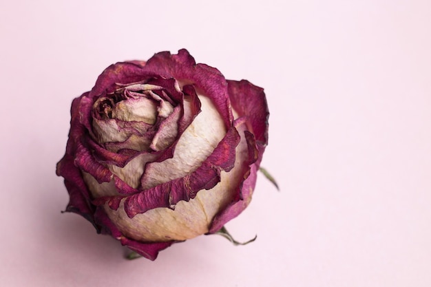 Foto flor rosa seca close up em um fundo rosa flor mínima cartão interior pôster chá seco