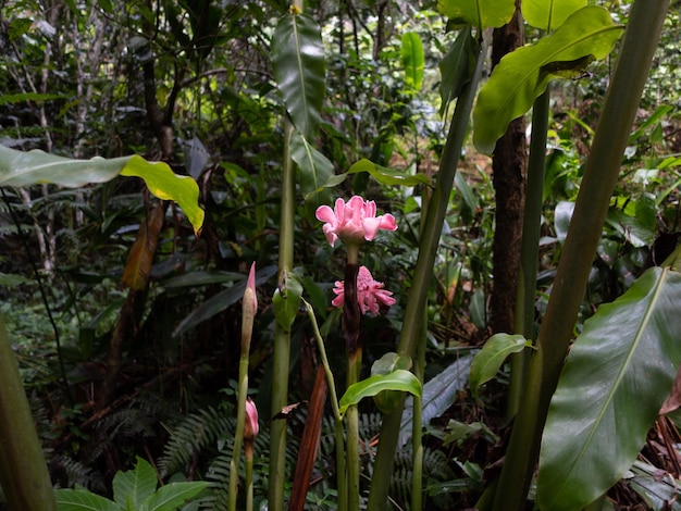 flor rosa selvagem na floresta