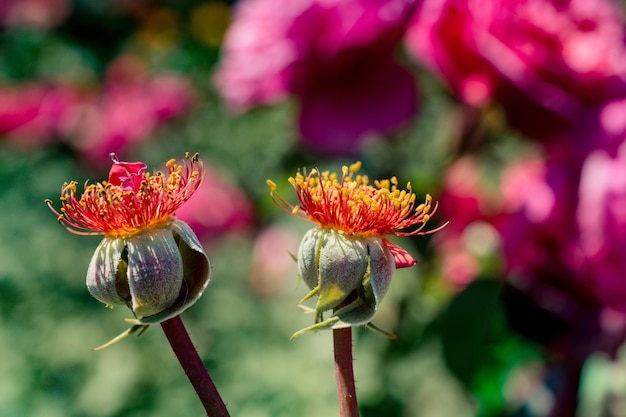 Flor rosa sem pétalas no jardim