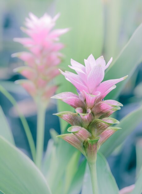 Flor rosa Siam Tulip