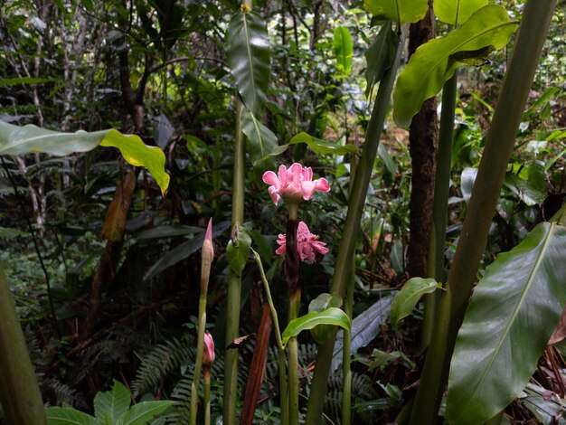 flor rosa silvestre en el bosque