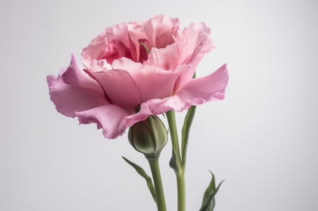 Una flor rosa sobre un fondo blanco.