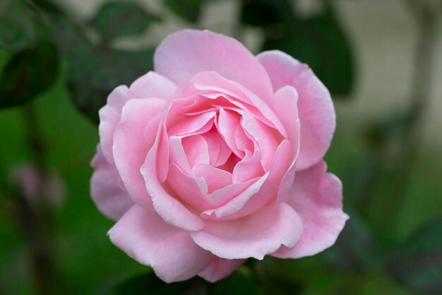 Flor rosa sobre fundo embaçado flor de rosas cor de rosa no jardim de rosas Natureza