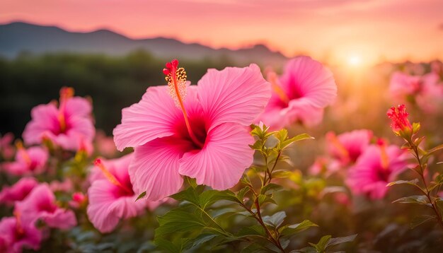 una flor rosa con el sol detrás de ella