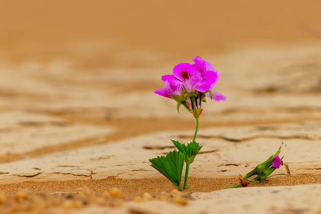 Una flor rosa solitaria en medio del desierto dorado.