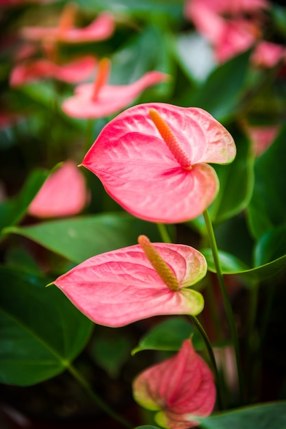 Flor rosa spadix