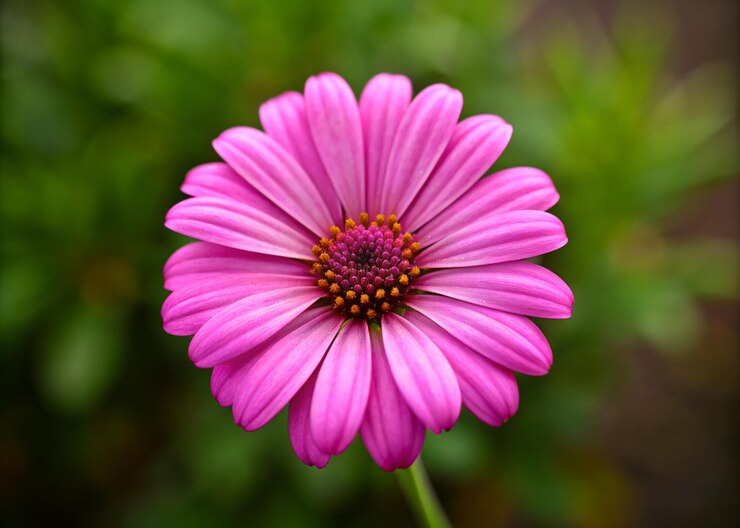 Foto una flor rosa con un tallo verde y un centro amarillo
