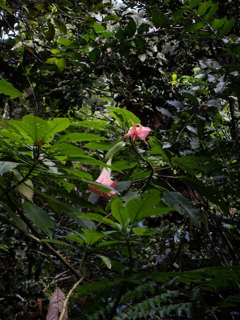 flor rosa de tamaño medio crece en un árbol grande con hoja verde